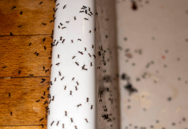 Pest Control for Restaurants in Washington, PA